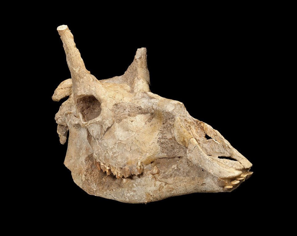 Lebka vyhynulé žirafy rodu Samotherium. Zdroj foto:  © The Trustees of the Natural History Museum, London, CC BY 4.0 , via Wikimedia Commons

