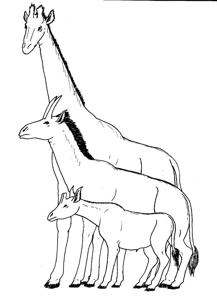 Srovnání velikosti vyhynulé žirafy rodu Samotherium (uprostřed) s menší okapi a větší žirafou. Zdroj obrázku: Apokryltaros, CC BY-SA 4.0 , via Wikimedia Commons