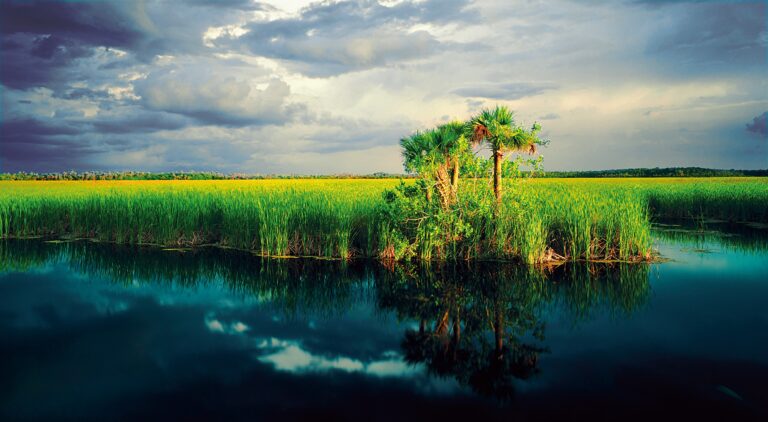 Přírodní oblast Everglades