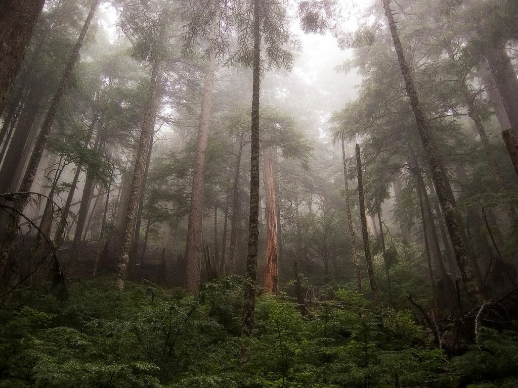 Těla byla objevena v hustých lesích západního Washingtonu. FOTO: pfly, CC BY-SA 2.0, via Wikimedia Commons