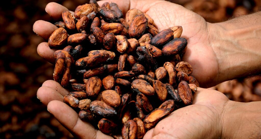 „Kakao obsahuje největší koncentraci antioxidantů ze všech potravin na světě,“ vyzdvihuje potenciál této ceněné plodiny slavný americký výživový expert David Wolfe (*1970). Foto: Pixabay 