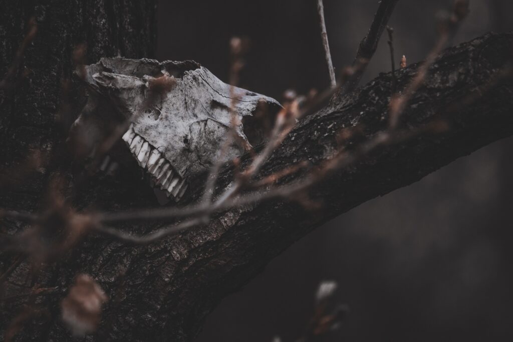 V okolí kotlů jsou nacházeny zvířecí zdechliny, foto Pixabay