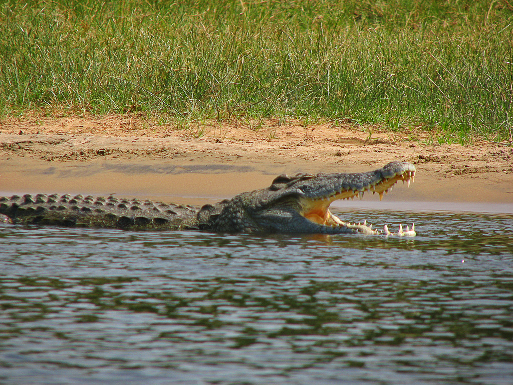 Krokodýl nilský a bájný leviatan jednou jsou? Vyloučeno to není. Zdroj foto:  Tim Muttoo, CC BY-SA 2.0,  via Wikimedia Commons