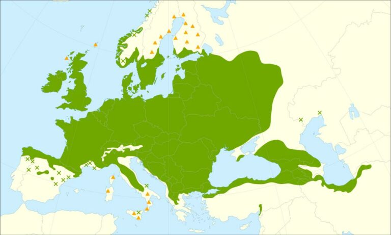 Rozšíření jasanu ztepilého v Evropě. Mohl být tento strom inspirací pro vznik mýtů o bájném Yggdrasilu? Zdroj obrázku: Giovanni Caudullo, CC BY 4.0 , via Wikimedia Commons