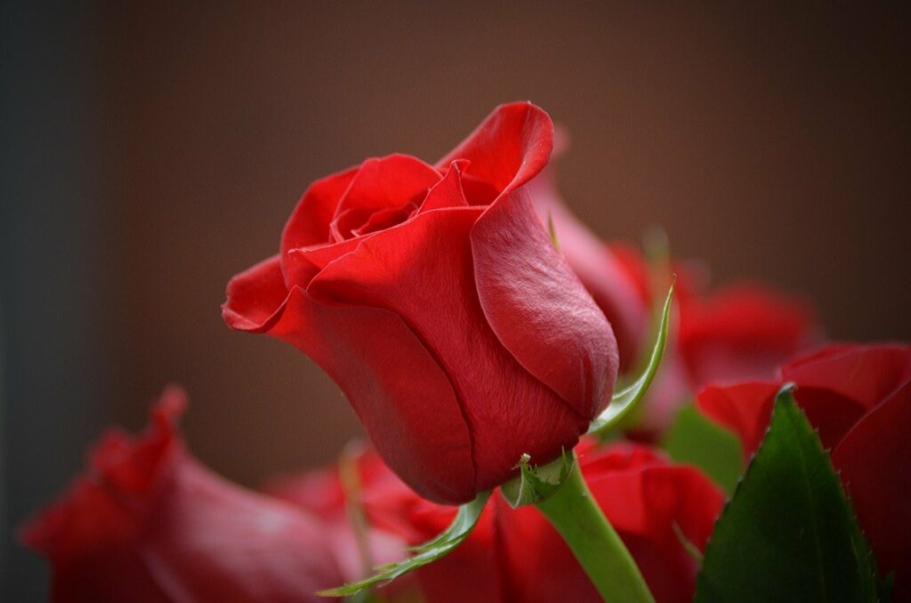 Slzy madony prý voní po růžích, foto Pixabay