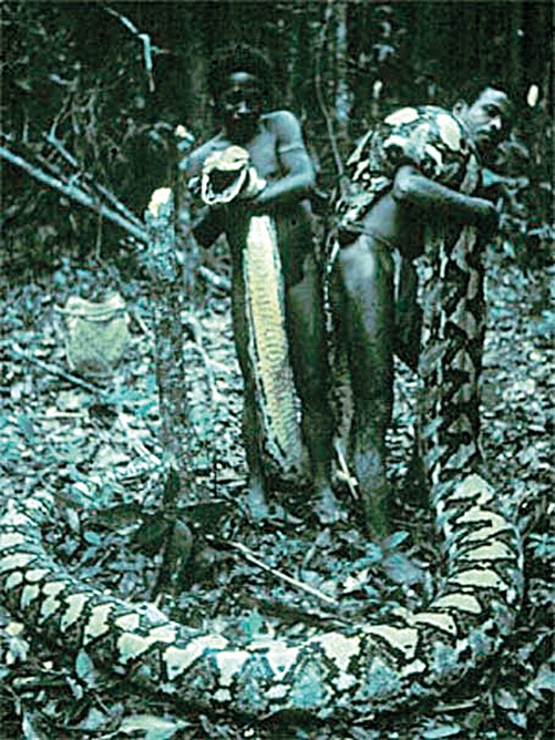 Již byly nalezeny opravdu velké exempláře hadů