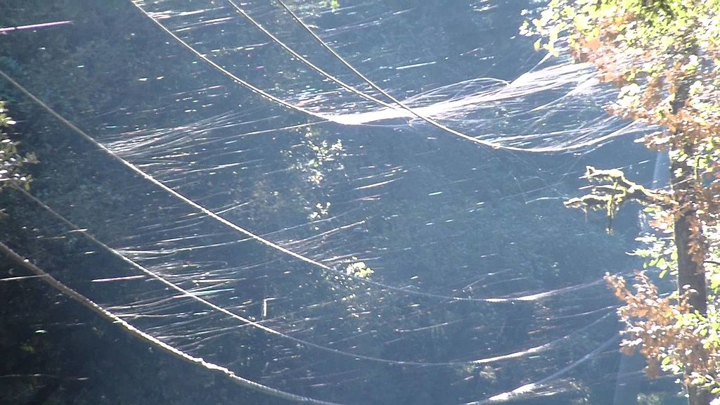 Pavoučí sítě alias andělské vlasy v lokalitě San Francisca. Zdroj foto:  Little Grove Farms, CC BY 3.0 , via Wikimedia Commons

