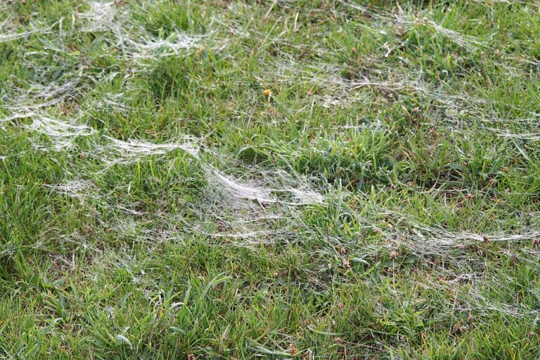 Pavoučí sítě na trávě… Produkt nebeského holičství, ze kterého padají na zem andělské vlasy. Zdroj foto: Stephen Michael Barnett, CC BY 2.0 <https://creativecommons.org/licenses/by/2.0>, via Wikimedia Commons