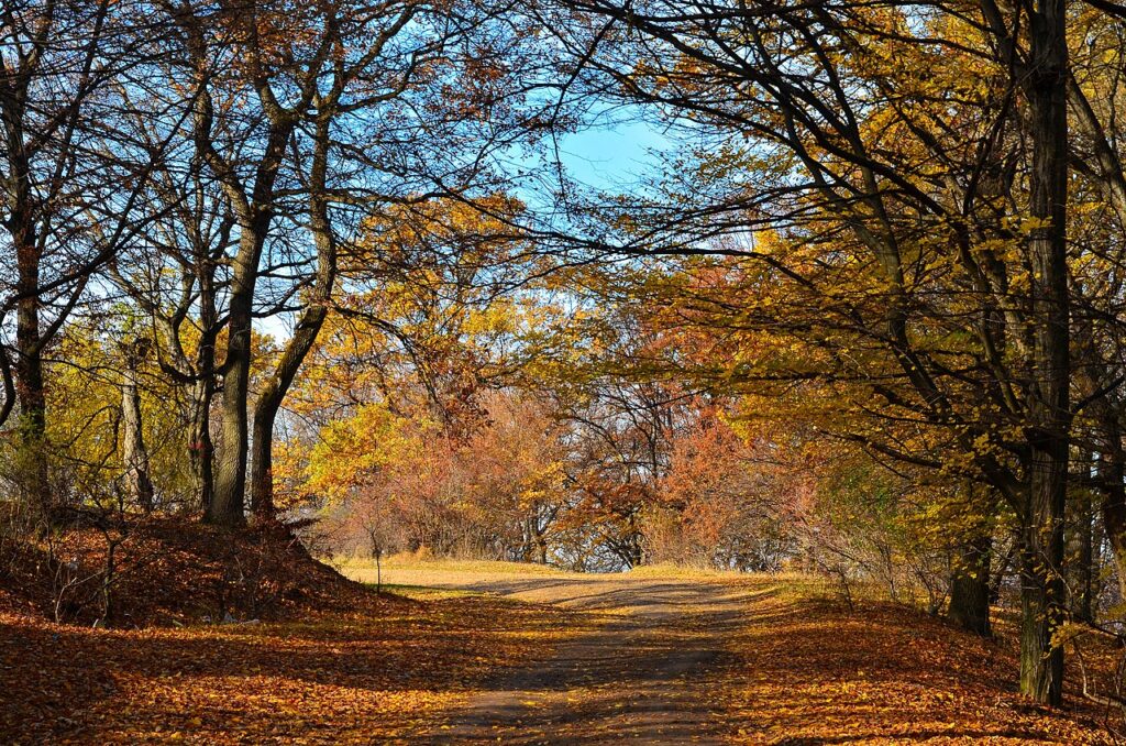 Pohled na les Hoia - Baciu v listopadu 2012. FOTO: Miclaus George / creative Commons / CC BY 3.0