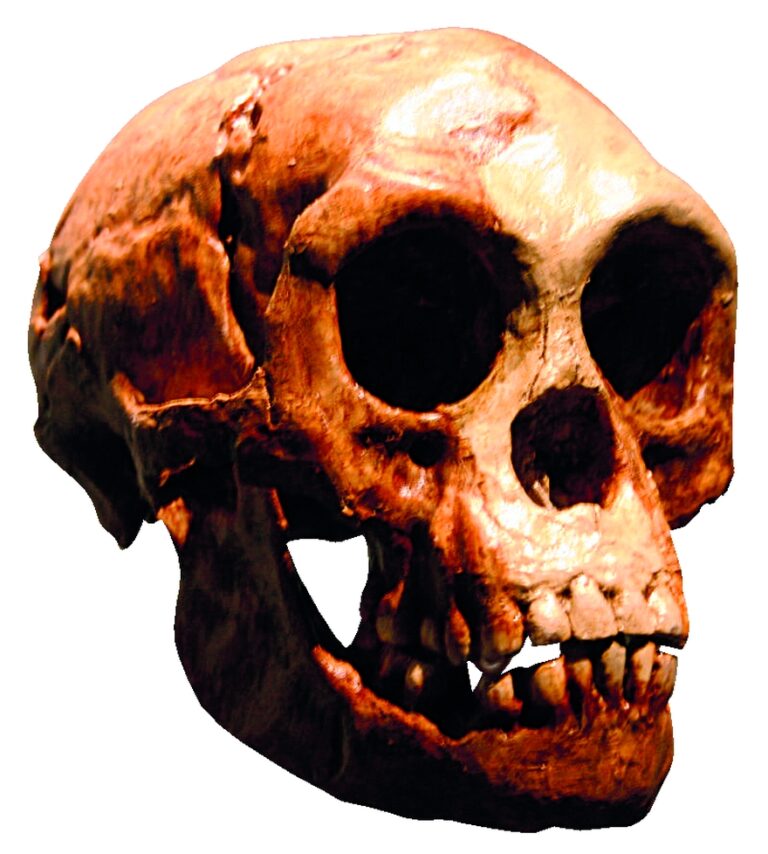 Lebka Homo Floresiensis