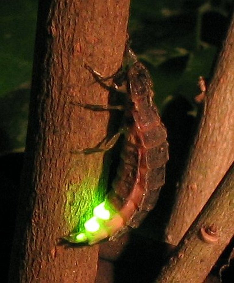 Světluška větší (Lampyris noctiluca) má schopnost produkovat nazelenalé světlo. Zdroj foto: Wofl~commonswiki, CC BY-SA 2.0 DE , via Wikimedia Commons

