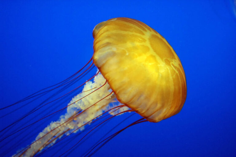 Obývají ledový oceán na Európě medúzy? Vyloučeno to prý není… Zdroj foto: Dan90266, CC BY-SA 2.0 <https://creativecommons.org/licenses/by-sa/2.0>, via Wikimedia Commons