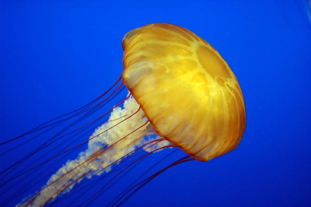 Obývají ledový oceán na Európě medúzy? Vyloučeno to prý není… Zdroj foto: Dan90266, CC BY-SA 2.0 , via Wikimedia Commons
