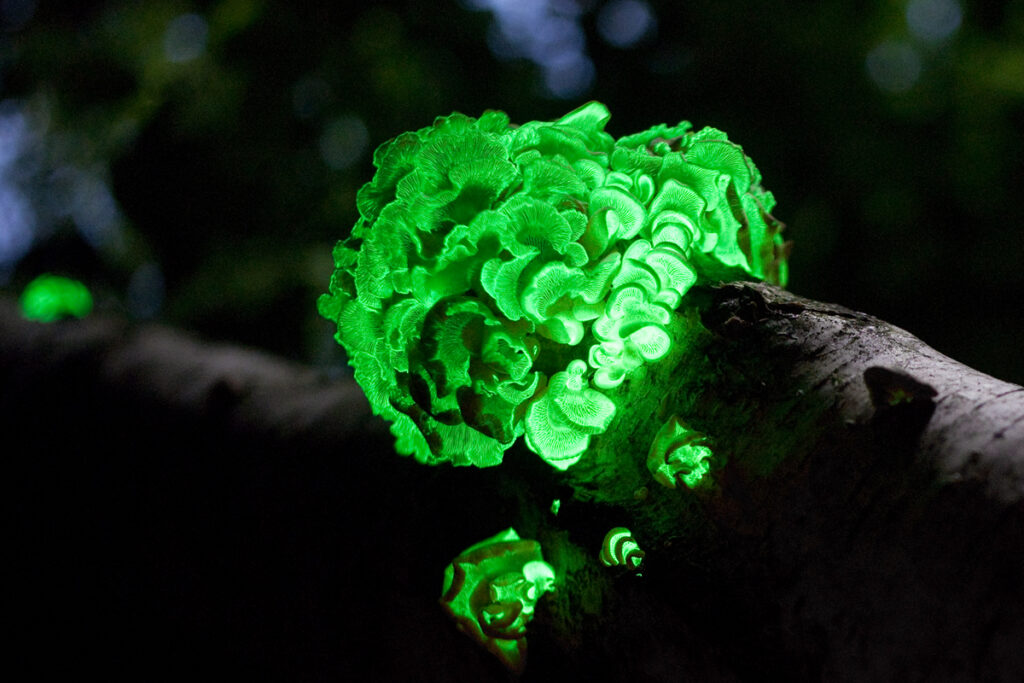 Jako možné vysvětlení byla zvažována i bioluminiscence hub, foto Ylem / Creative Commons / volné dílo