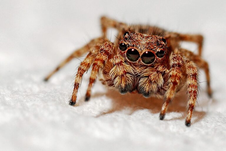 Zkazky o obřích pavoucích přichází z celého světa. Foto: Pixabay