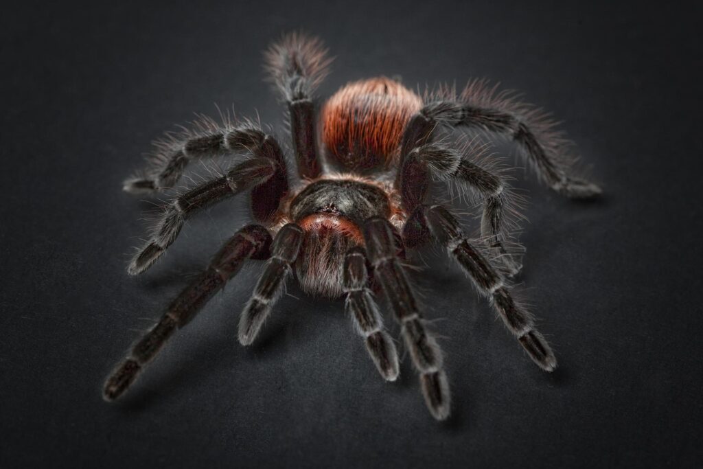 Z pavouků má mnoho lidí strach. A co teprve z těch obrovských... Foto: Pixabay