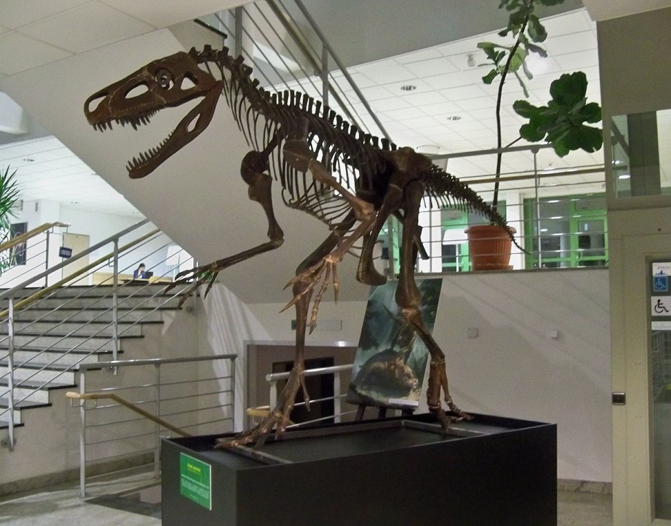Kostra druhohorního masožravého archosaura nalezená v Polsku v roce 2011. Má tento nález něco společného s wawelským drakem? Zdroj foto: Panek, CC BY-SA 4.0 , via Wikimedia Commons