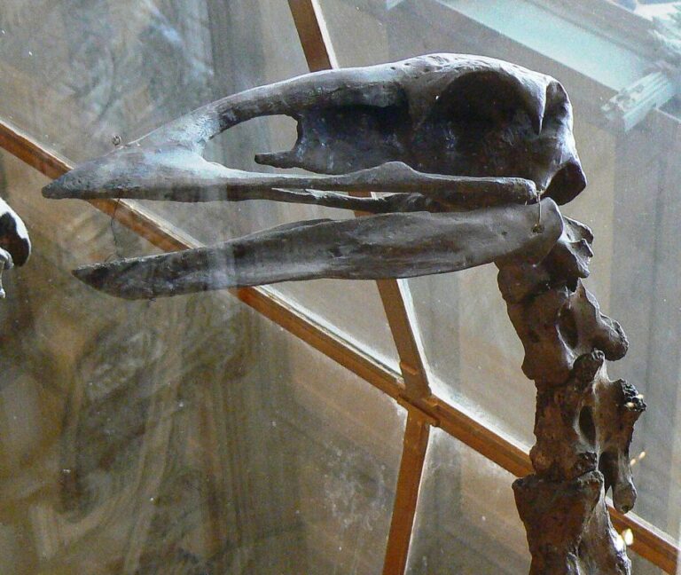 Vyhynulý Aepyornis. Detail lebky. Zdroj foto: LadyofHats, Public domain, via Wikimedia Commons