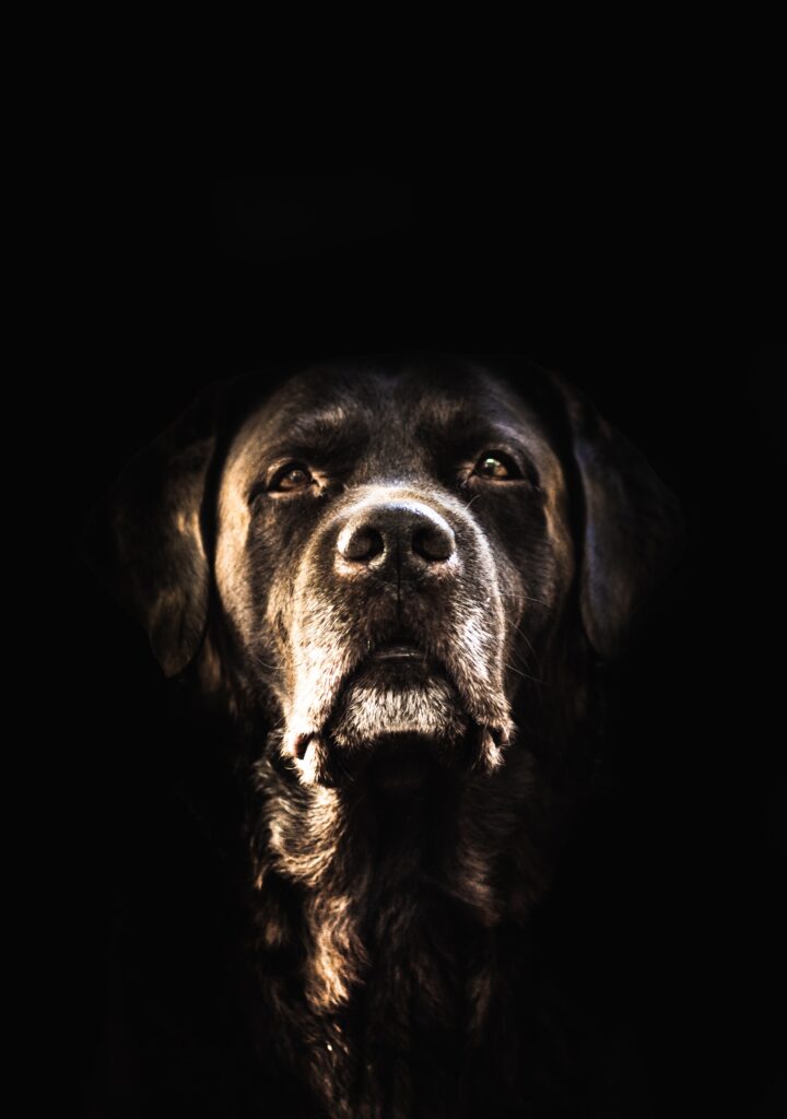 Černý pes - správně by měl mít ještě ohnivé oči. Kdo ho vidí, nedožije rána. Foto: UnSlash