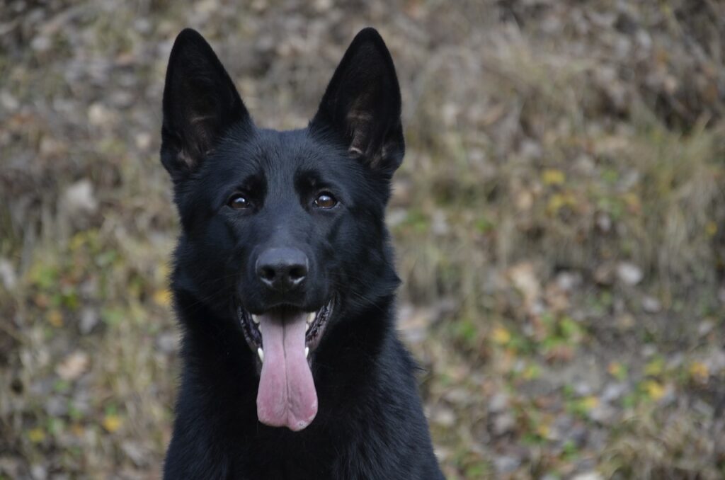V okolí kempu byl spatřen velký černý pes, foto Pixabay