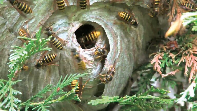 Lesní mumie plná včel
