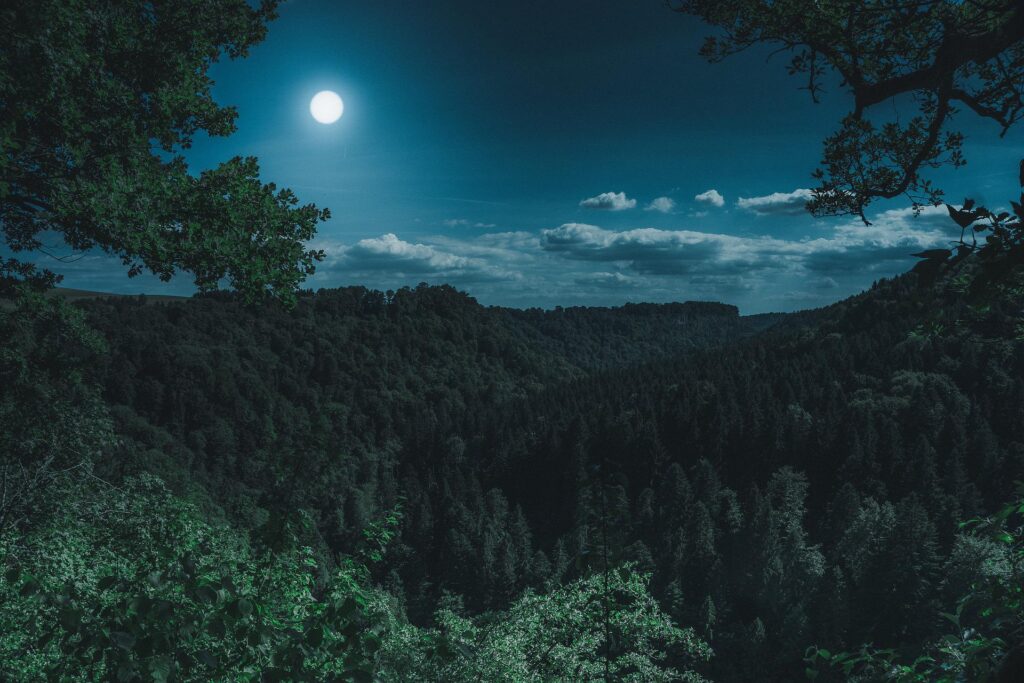 Z lesa se může zejména v noci ozývat mnoho neznámých zvuků, foto Pixabay