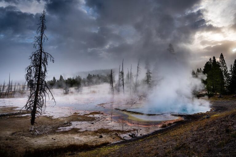 Věděli jste však, že Yellowstone je také domovem masožravých rostlin? Foto: Pixabay