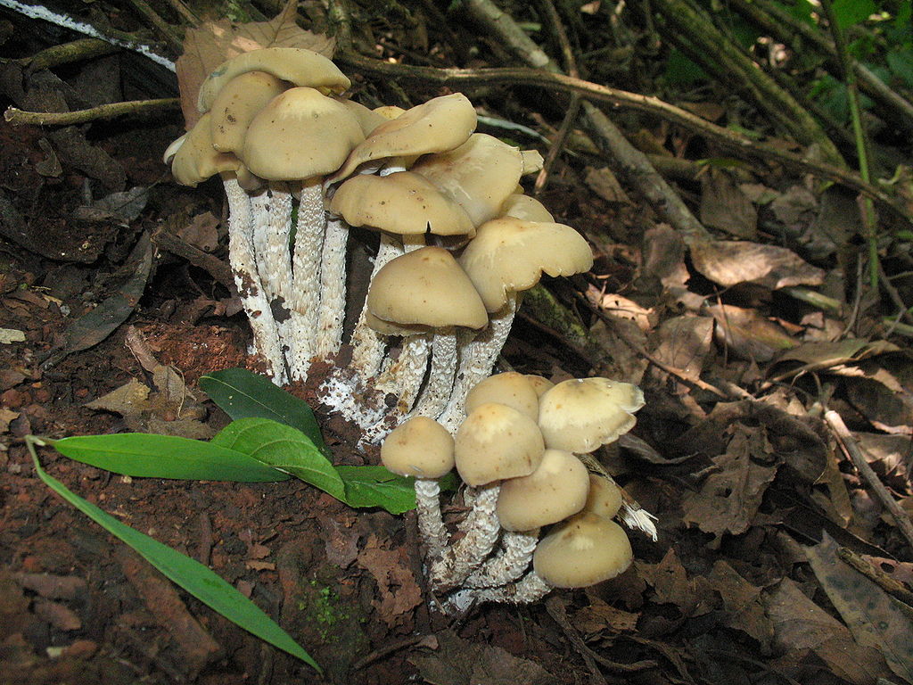 Svoji úlohu měly v rámci Eleusínských mystérií i houby. A o klasickou smaženici na špeku a  cibulce zrovna nešlo… Zdroj foto:  Alan Rockefeller, CC BY-SA 3.0 , via Wikimedia Commons