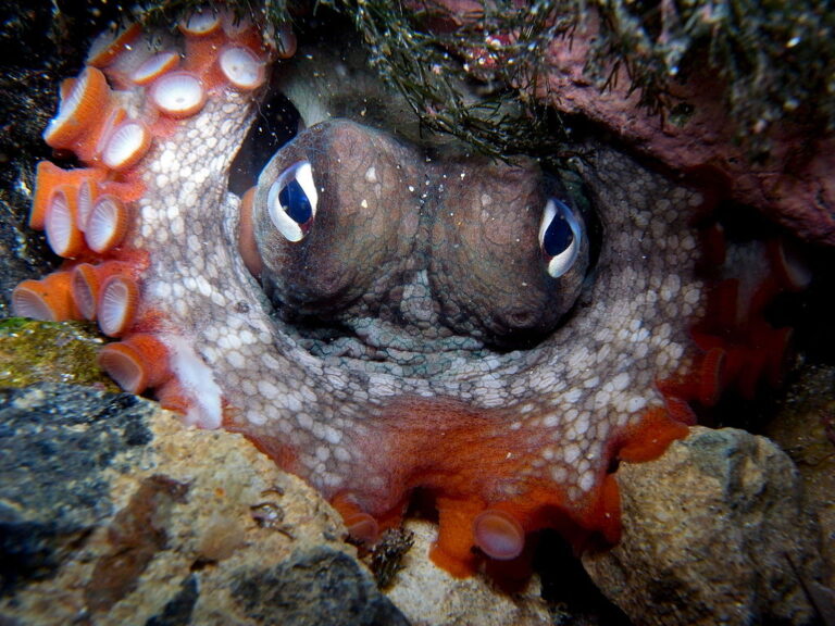 Chobotnice disponuje výborným zrakem. Vidí stejně dobře jako člověk. Zdroj foto: Sylke Rohrlach, CC BY-SA 4.0 , via Wikimedia Commons