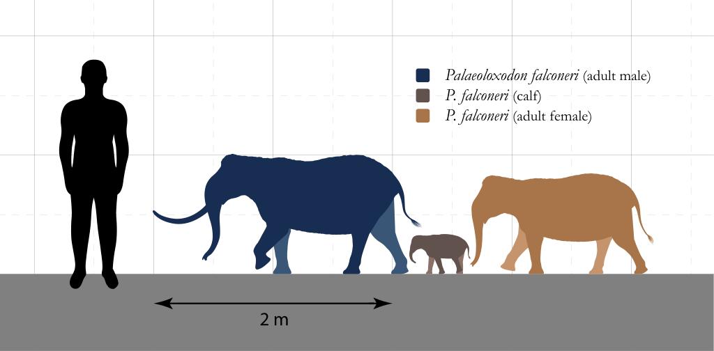 Srovnání velikosti trpasličího slona  a člověka. Zdroj obrázku: SlvrHwk, CC BY-SA 4.0, via Wikimedia Commons