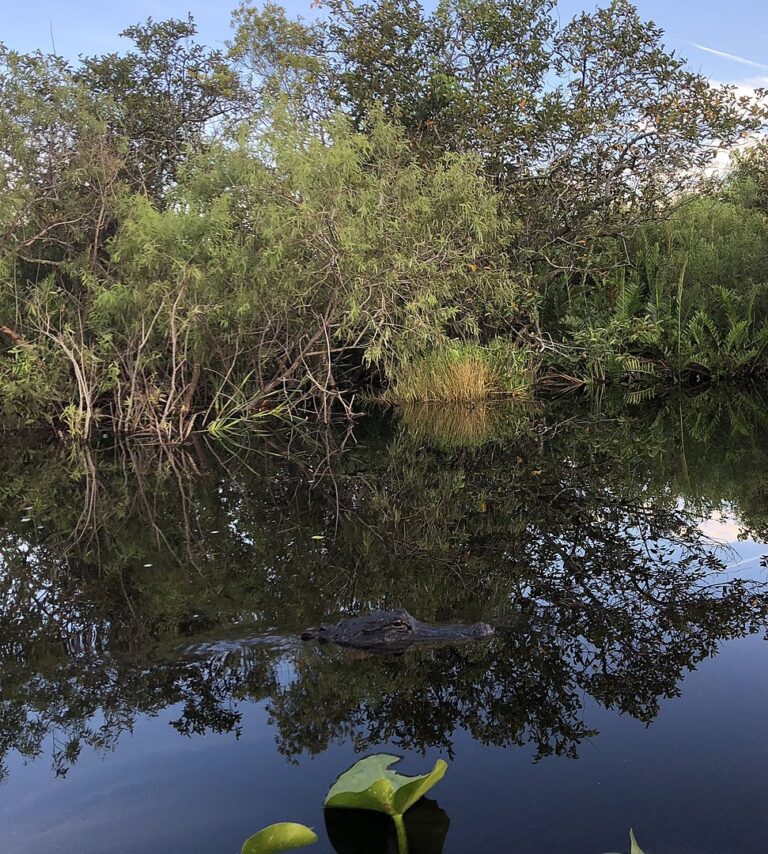 Everglades je národním parkem, kde žije spoustu aligátorů. FOTO: Sut6777 / Creative Commons / CC BY-SA 4.0