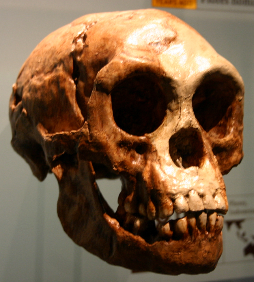 Lebka homo floresiensis. Zdroj foto:  Ryan Somma, CC BY-SA 2.0 , via Wikimedia Commons
 
