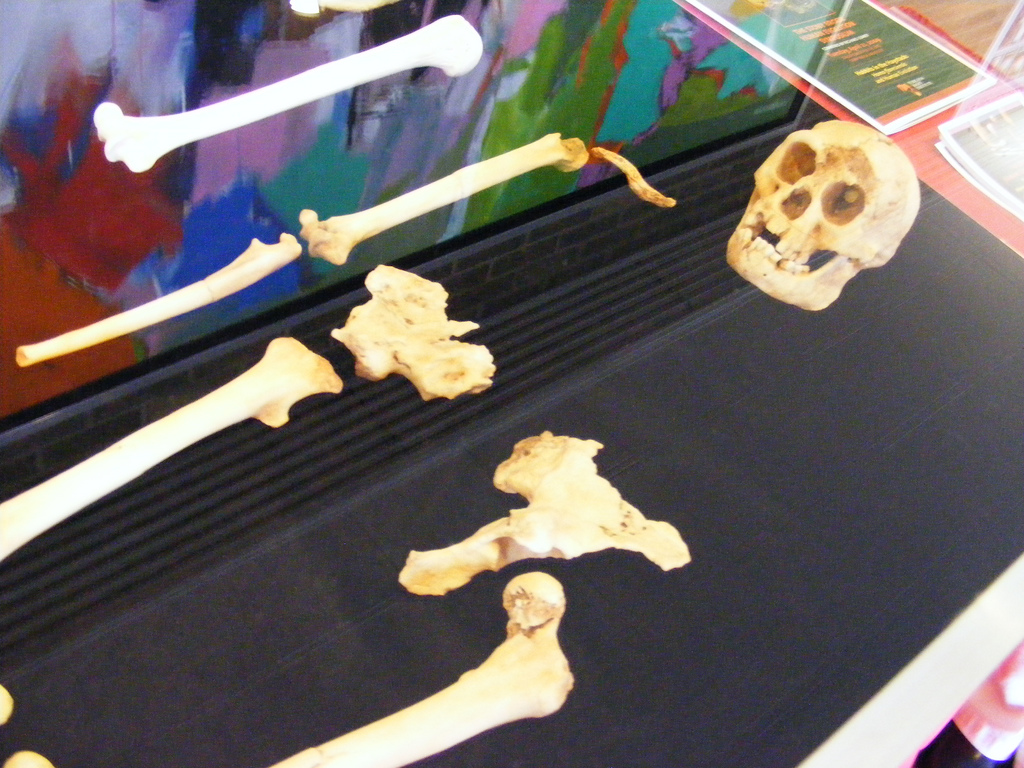 Kosterní pozůstatky jsou velmi podobné skeletu člověka moderního  typu. Až na tu výšku… Zdroj foto: Ray from Queens, USA, CC BY-SA 2.0 , via Wikimedia Commons