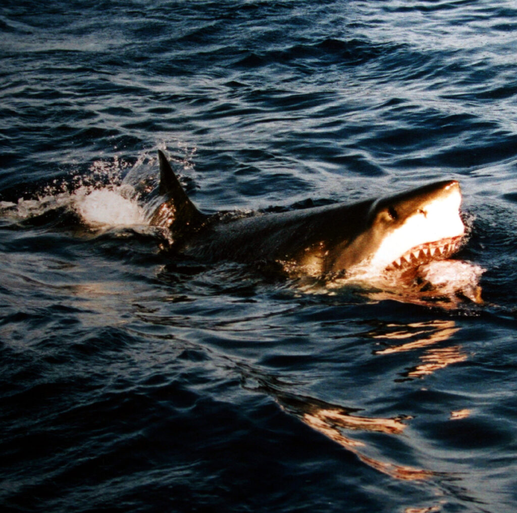 Žralok bílý se vynořuje, v tlamě má kořist. FOTO: Brocken Inaglory / Creative Commons / CC BY-SA 3.0
