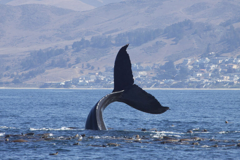 V podezření byly i velryby. Zdroj obrázku: Gregory 
