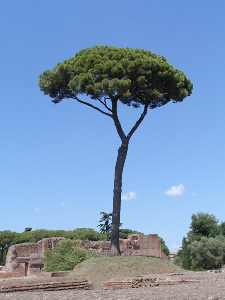 Borovice pinea je symbolem regionů přiléhajících ke Středozemnímu moři. Zdroj foto: Ra Boe, CC BY-SA 2.5 , via Wikimedia Commons
