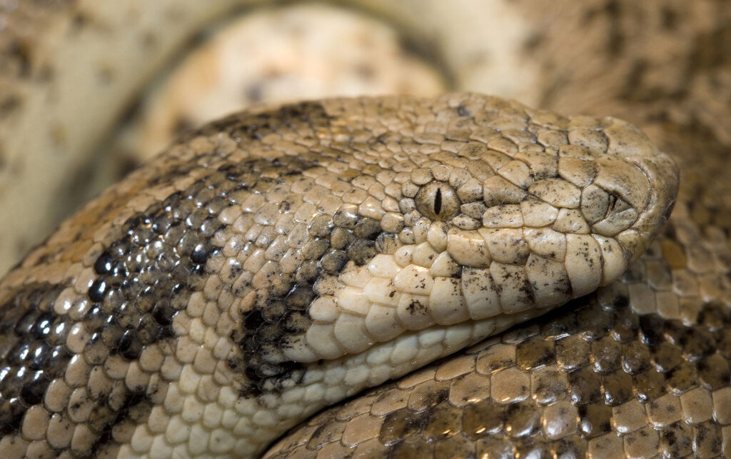 Hroznýšek východní (Eryx miliaris). Jde o hada, který se vyskytuje výhradně v pouštních částech Asie. Spekuluje se, zda by mohl být Olgojem právě on? V duchu rčení: Strach má velké oči... Foto: Benny Trapp / CC BY 3.0