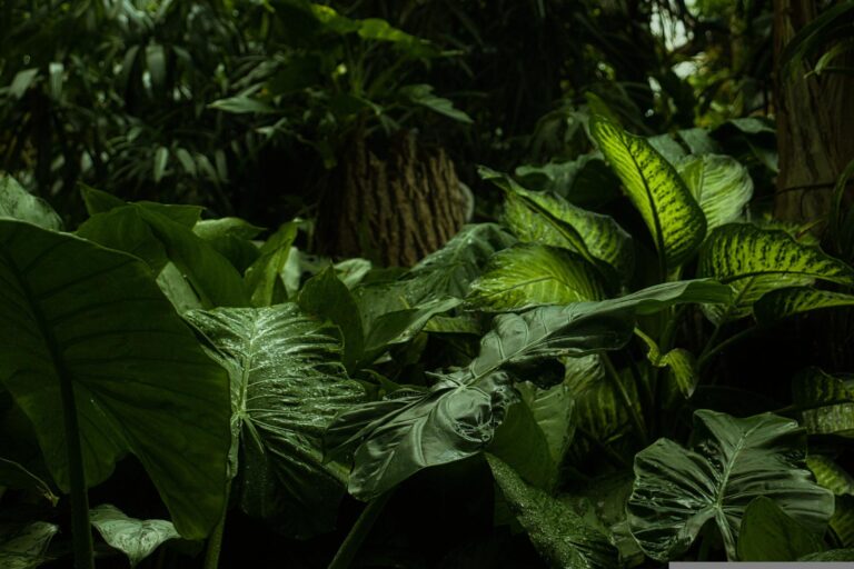 Kvůli chaneque se někteří lidé v Mexiku dodnes bojí džungle. FOTO: Pixabay