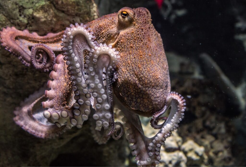 Chobotnice nás šokuje svými schopnostmi. Tenhle test ale nedá... Foto: Pixabay 