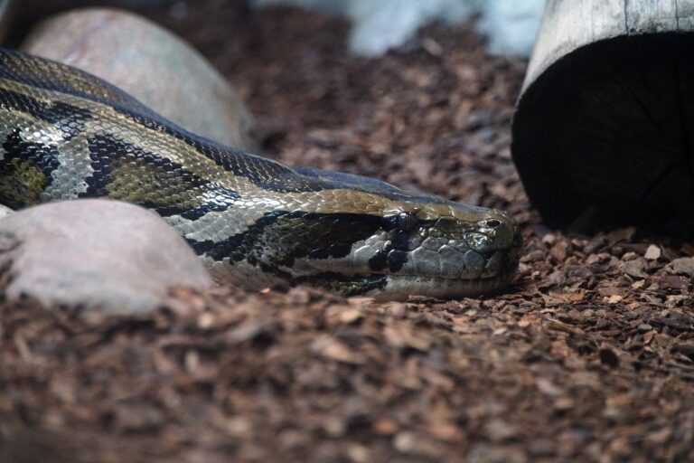 Podařilo se vyfotit patnáctimetrového hada? FOTO: Pixabay