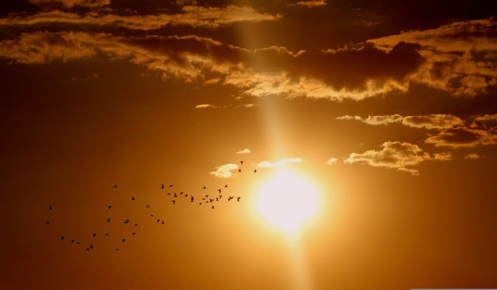 Vážně se mohlo jen odrážet světlo na břichu ptáků? Foto: Pixabay 