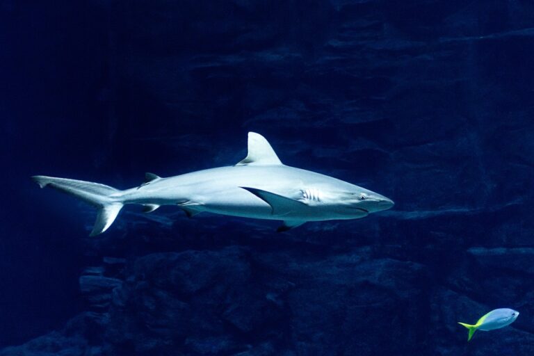 Jedná se o údajně vyhynulý druh žraloka, žijícího v době před zhruba 23 až 3 miliony let. Foto: Pixabay