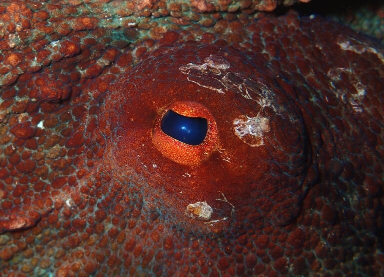 Krakenův pohled aneb oko velké chobotnice. Foto autor
