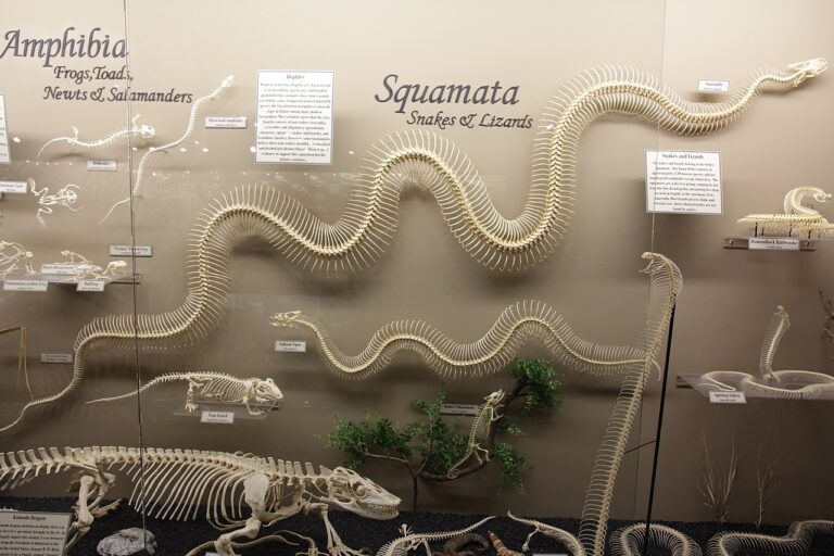 Asi čtyřmetrová anakonda z oklahomského muzea by proti hadům z některých svědectví byla docela maličká, foto Polyoutis / Creative Commons / CC BY-SA 4.0