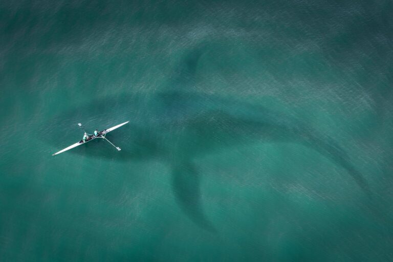 Ve vodách kolem Mexika prý žije obří žralok, foto Pixabay