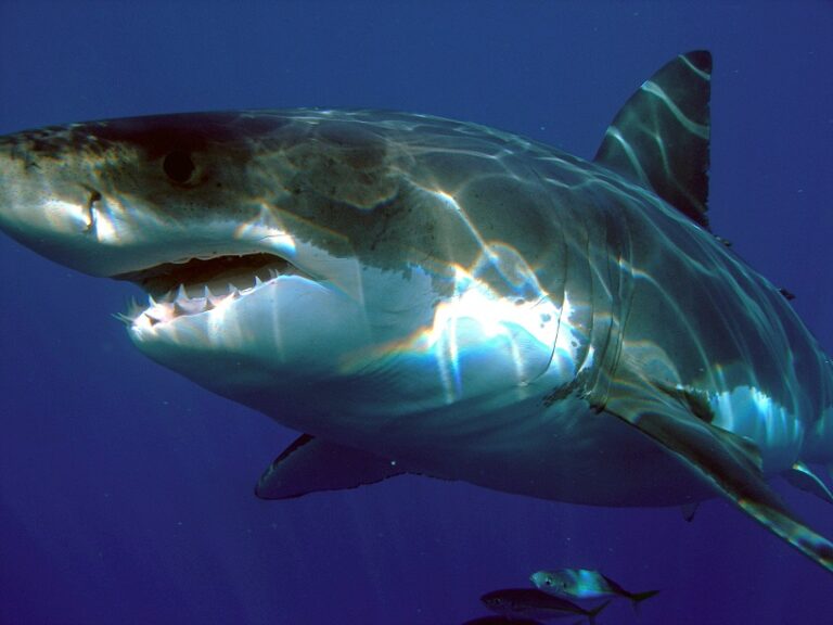 Černý démon má být několikanásobně větší než obávaný žralok bílý, foto Sharkdiver.com / Creative Commons / Volné dílo