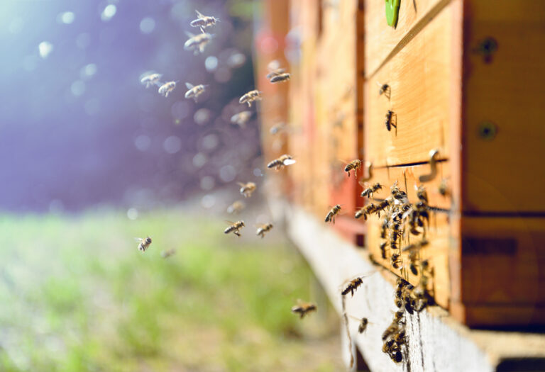 Co způsobuje kolaps včelích kolonií?