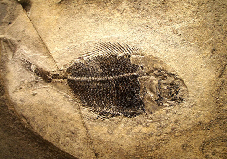 Když našel člověk v době kamenné podobnou fosilii ryby kdesi vysoko v horách, jaké vysvětlení ho asi mohlo napadnout? Zdroj foto: Kirsten Poulsen, CC BY-SA 3.0 , via Wikimedia Commons