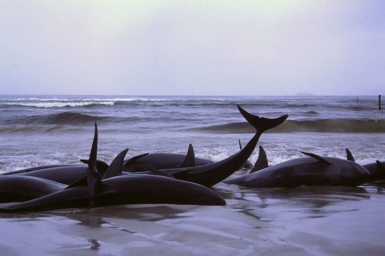 Jsou masové úhyny mořských savců výsledkem hromadných sebevražd? Foto Bahnfrend / Creative Commons / CC BY-SA 3.0