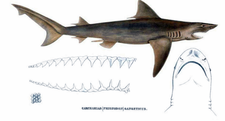 Žralok ganžský se plně adaptoval na sladkou říční vodu. Možná totéž dokáže i chobotnice? Zdroj obrázku: Müller & Henle, Public domain, via Wikimedia Commons
